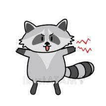 威嚇するアライグマ