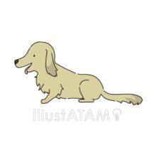 手書きのダックスフンド（ベージュ色）