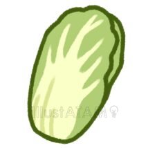 手書きの白菜
