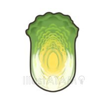 白菜（断面）