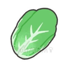 白菜（野菜）
