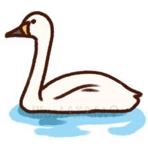 白鳥（水辺）