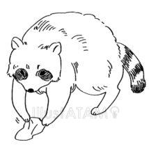 白黒のアライグマ