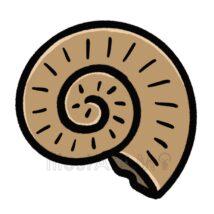 簡単なアンモナイトの化石