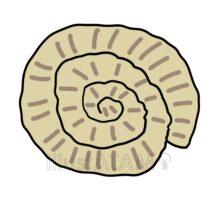 簡単なアンモナイトの化石