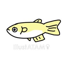 簡単なメダカ