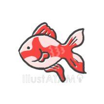 簡単な手書きのかわいい金魚（錦色）