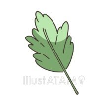 簡単な菊の葉,簡単,菊,葉っぱのイラスト素材