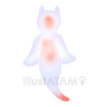 綺麗なクリオネ