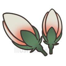 花のつぼみ