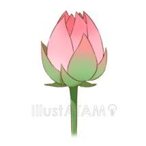 蓮の花のつぼみ（ピンク色）