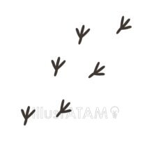 足跡（鳥）