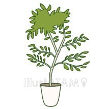 鉢植えのオリーブ,インテリア,オリーブ,植物,環境,自然のイラスト素材
